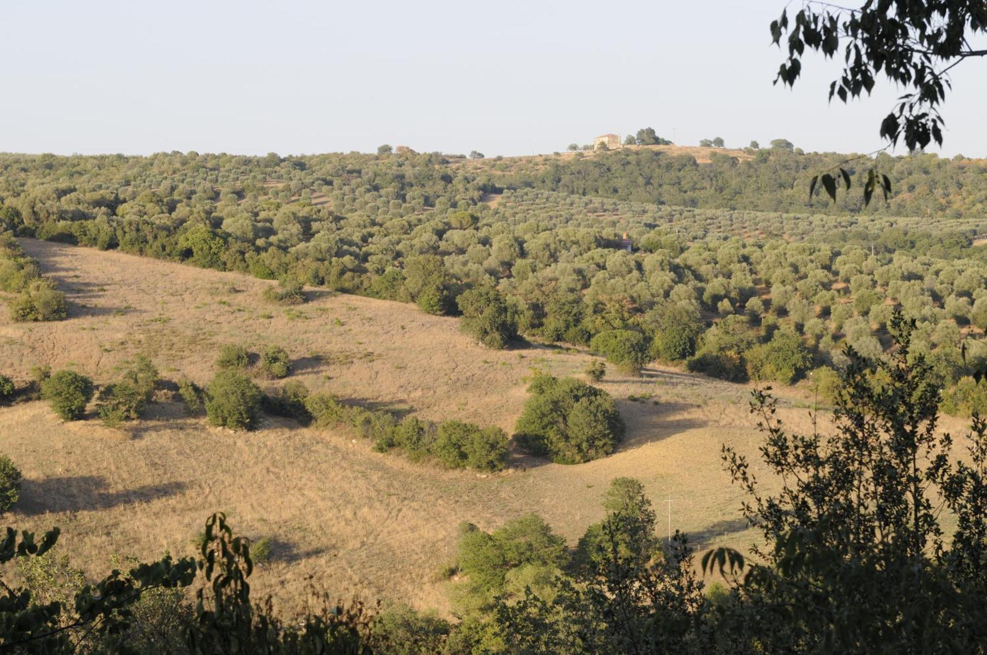 Le Tartarughe Rooms Magliano in Toscana Dış mekan fotoğraf